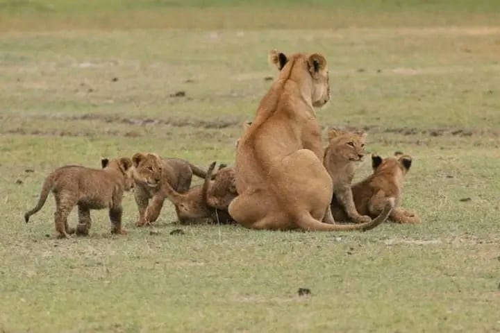 3-Day Masai Mara Budget Safari
