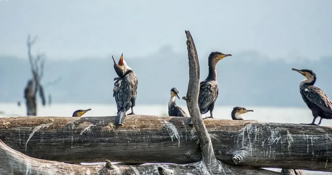 3-Day Lake Nakuru & Naivasha Crescent Birding Safari