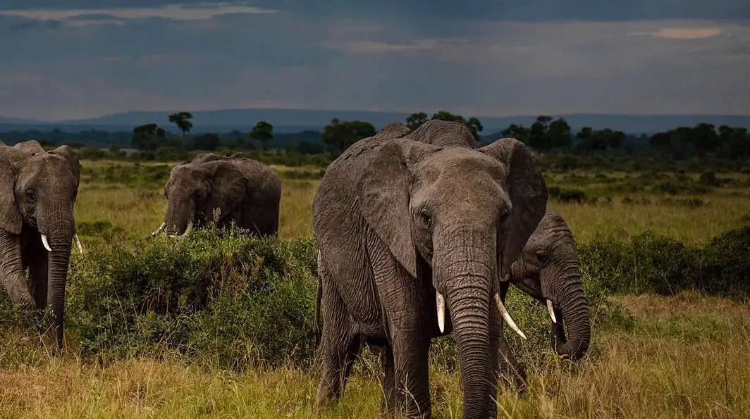 5-Day Big 5 & Rhino Sanctuary Expedition