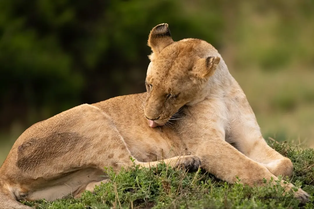 4-Day Masai Mara Budget Camping