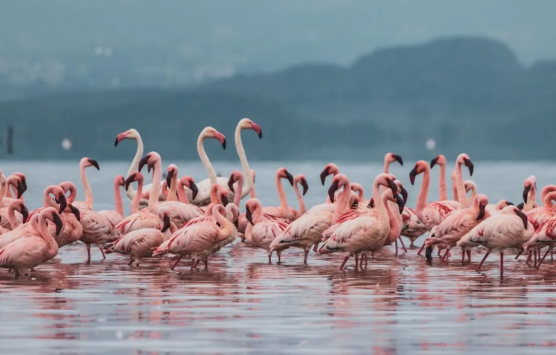 Lake Nakuru National Park