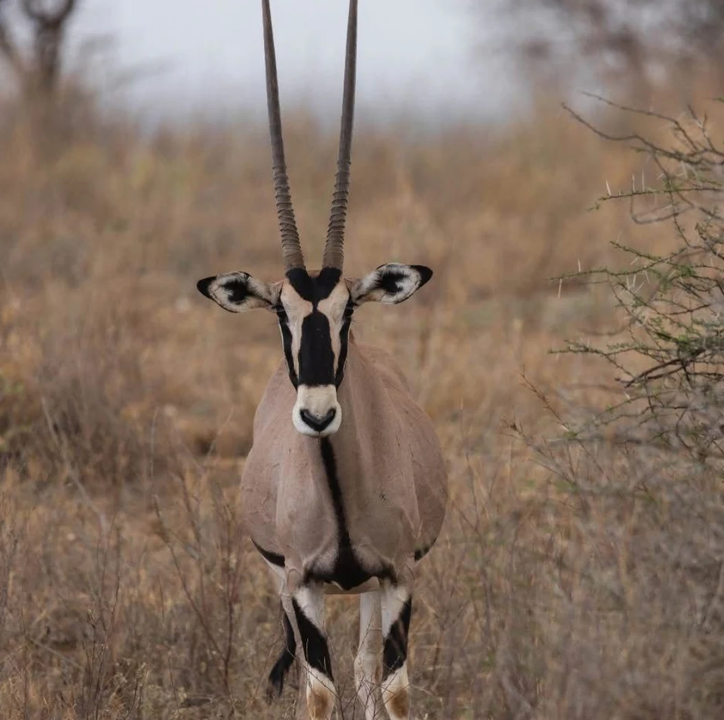 Samburu National Reserve
