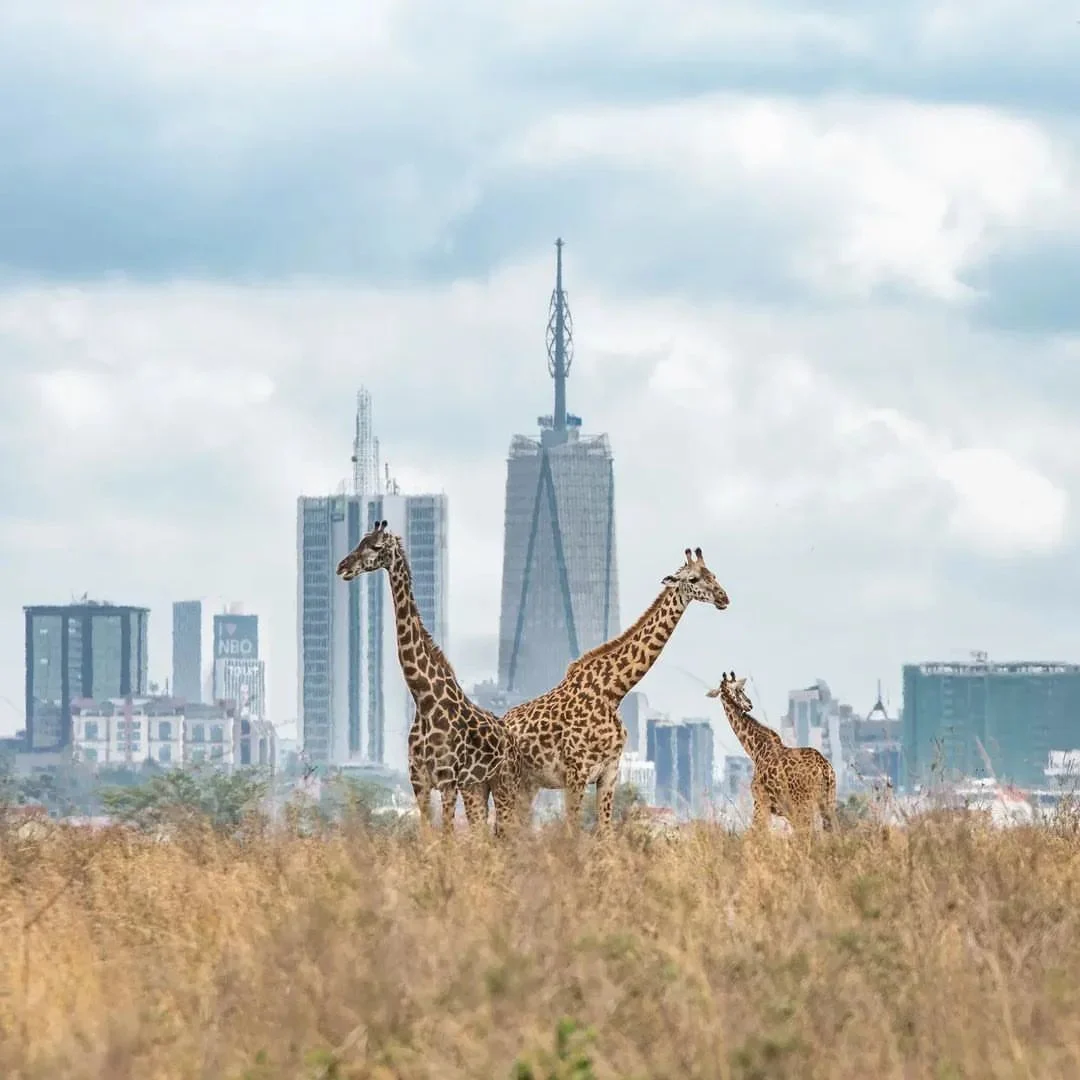 Nairobi National Park