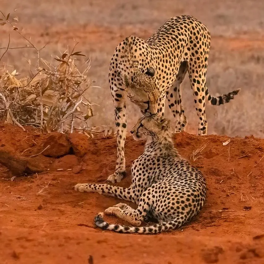 Tsavo East National Park