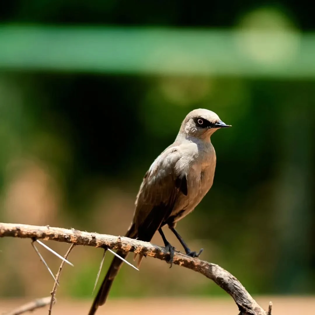 Tarangire National Park