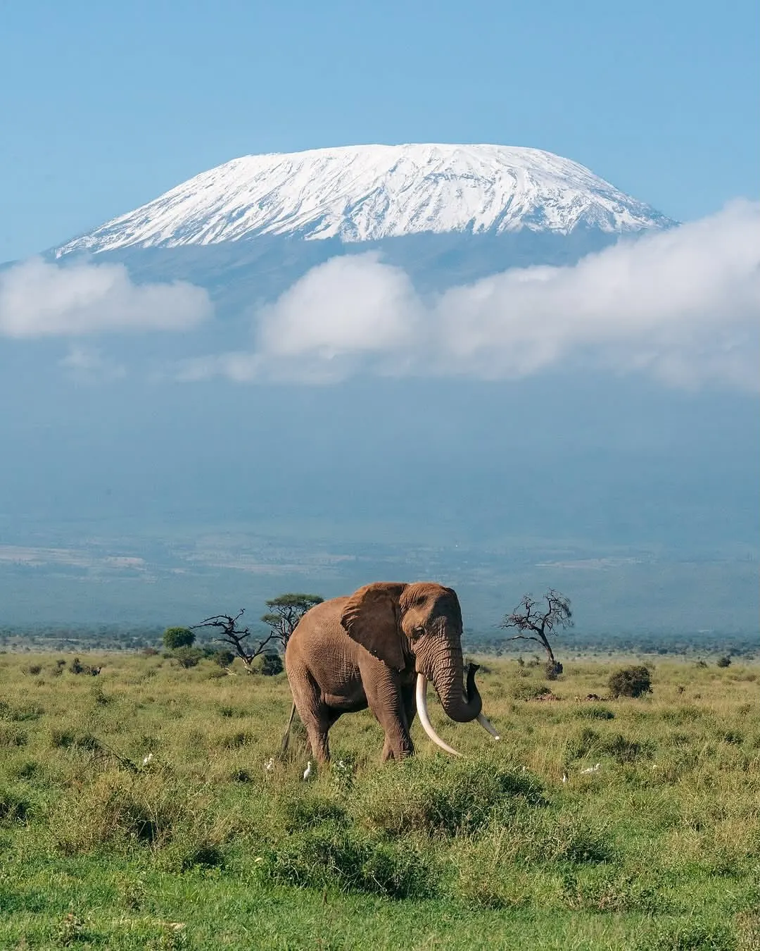 6 Days Mara / Nakuru & Amboseli Mid-range Safari