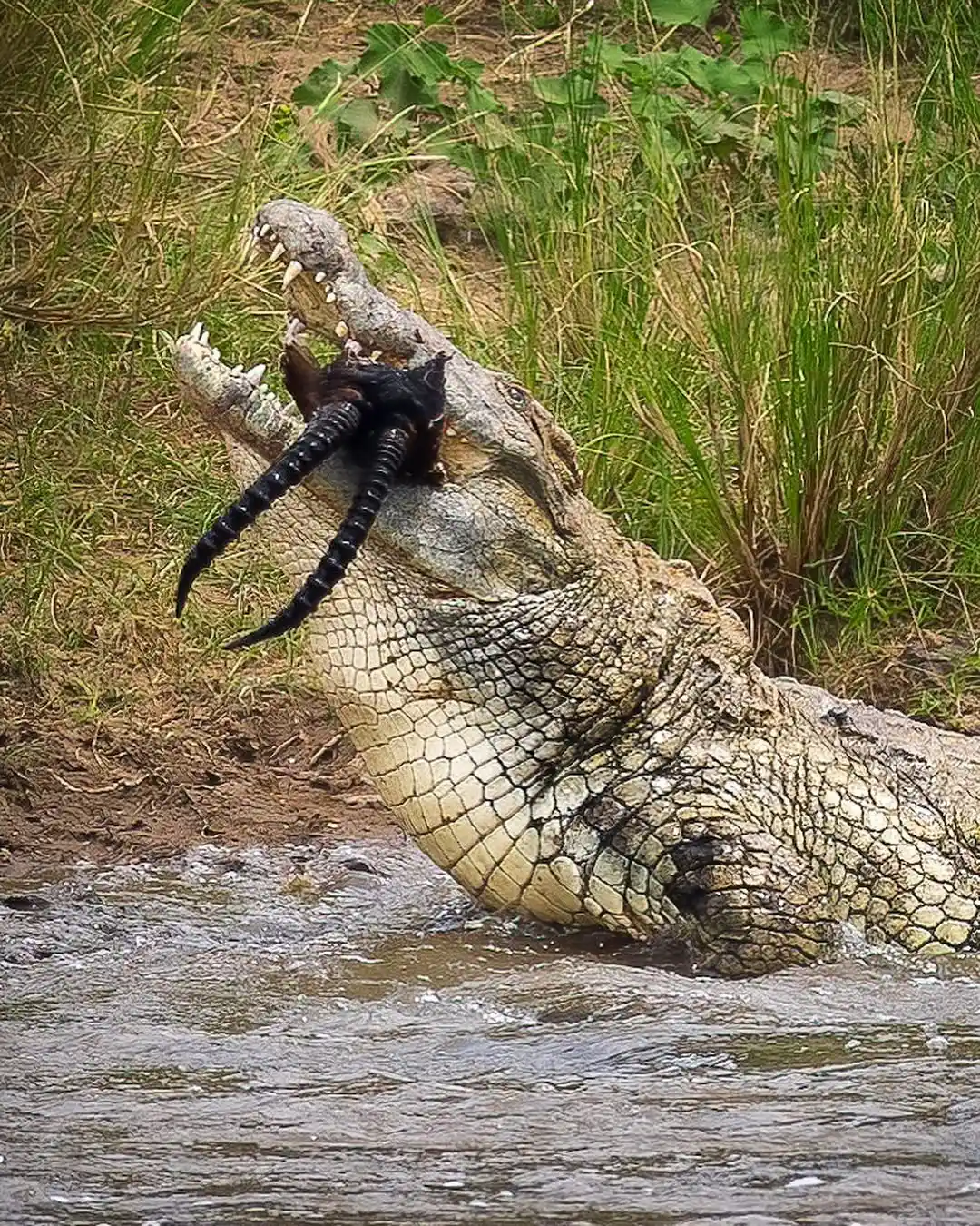4-Day Sanctuary Olonana & Mara River Premium Ground Safari