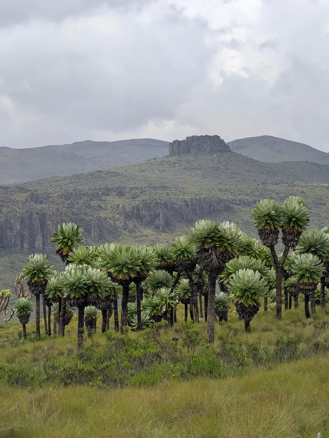 Aberdare National Park