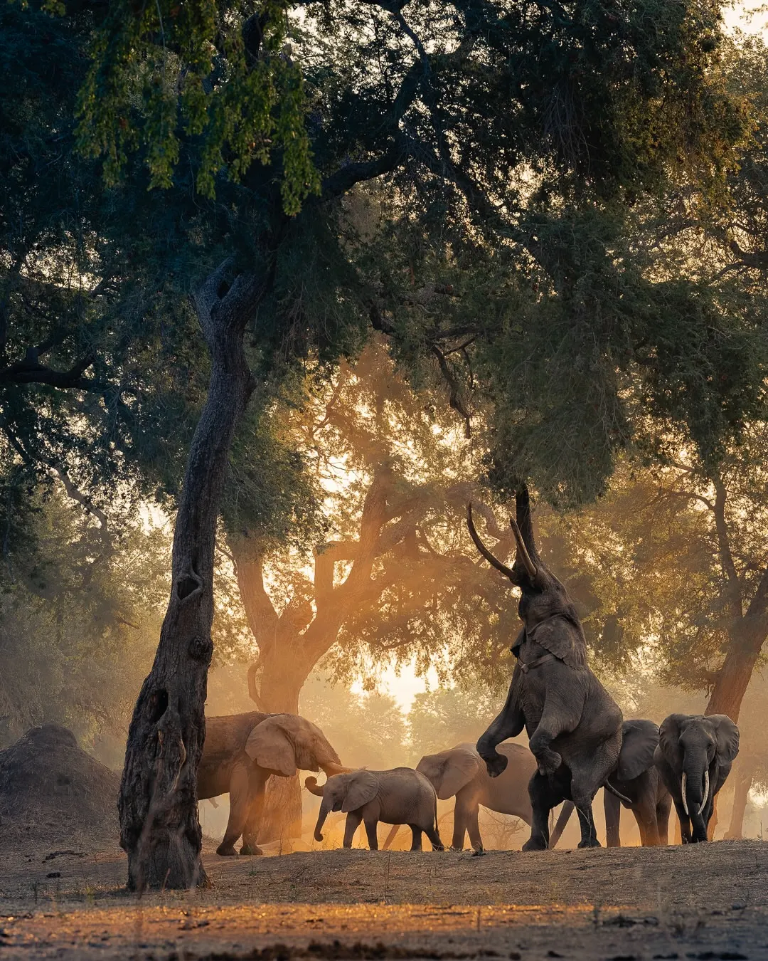 Mana Pools National Park