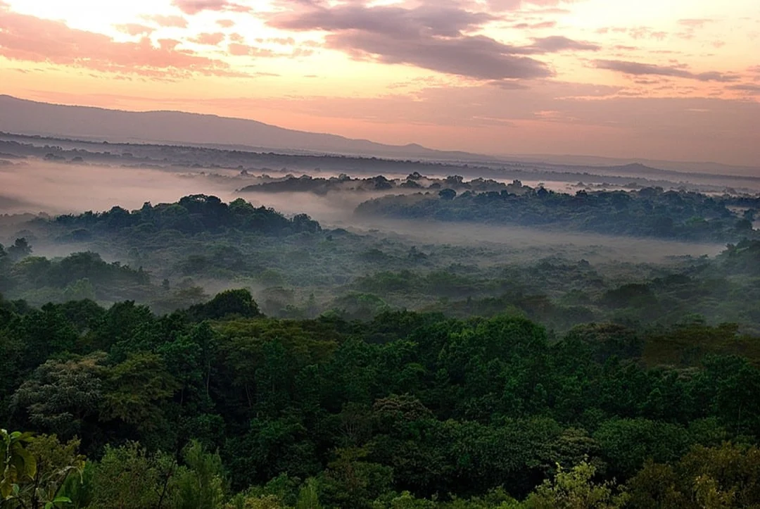 Kakamega Forest National Reserve