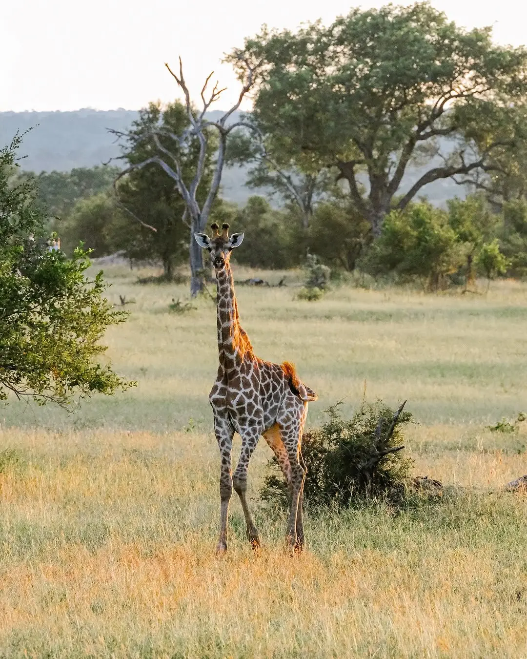 Sabi Sand Game Reserve