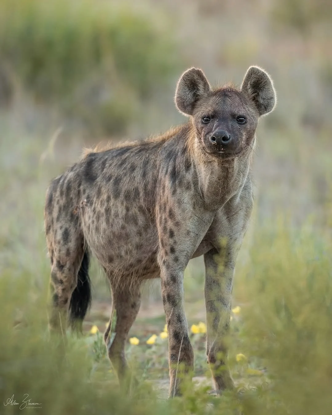 Kgalagadi Transfrontier Park