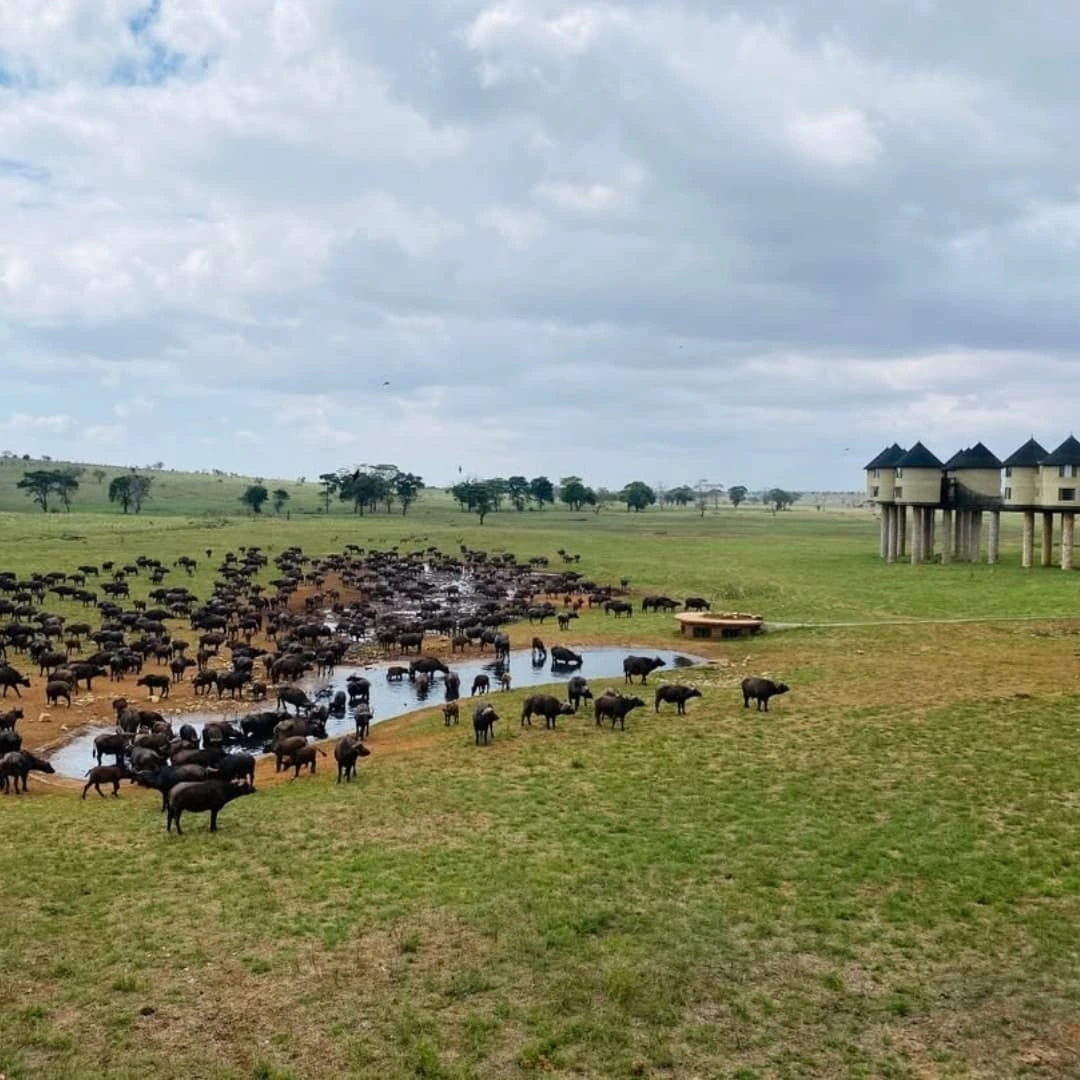 Salt Lick Safari Lodge