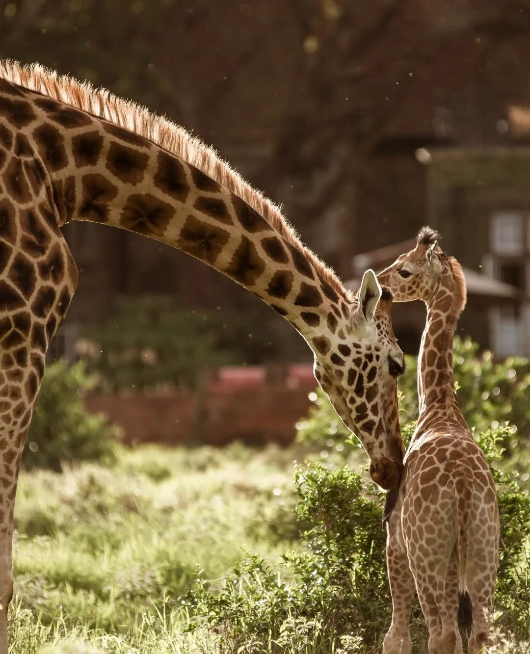 Giraffe Manor (The Safari Collection)