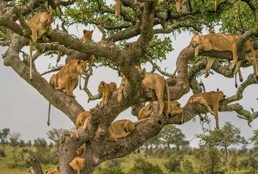 serengeti-national-park -lions (1)